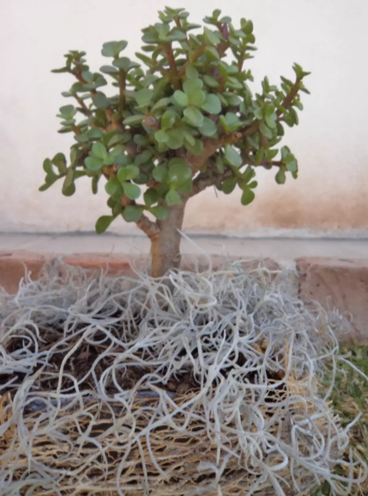 Rosną bonsai.