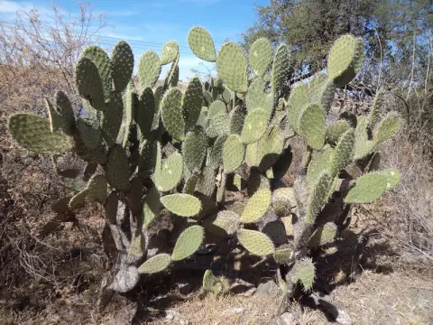 Kaktus nopalez