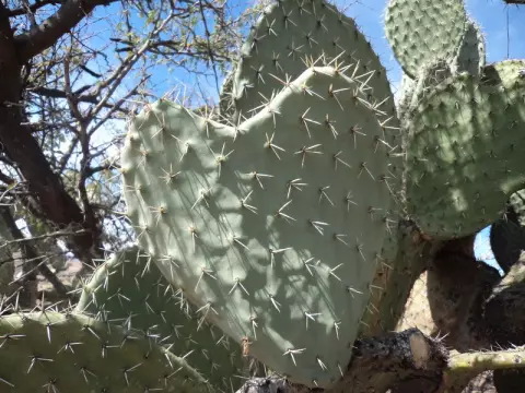Cactus nopalez.