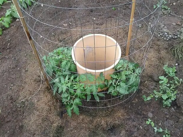 फोटोंमध्ये गार्डन कल्पना