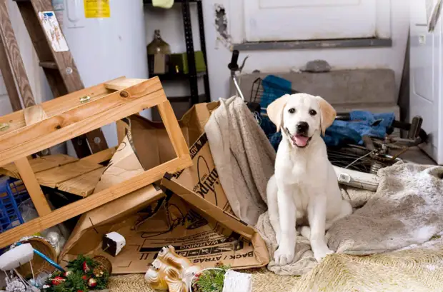 Bagaimana untuk membuat mainan mudah untuk anjing anda sendiri