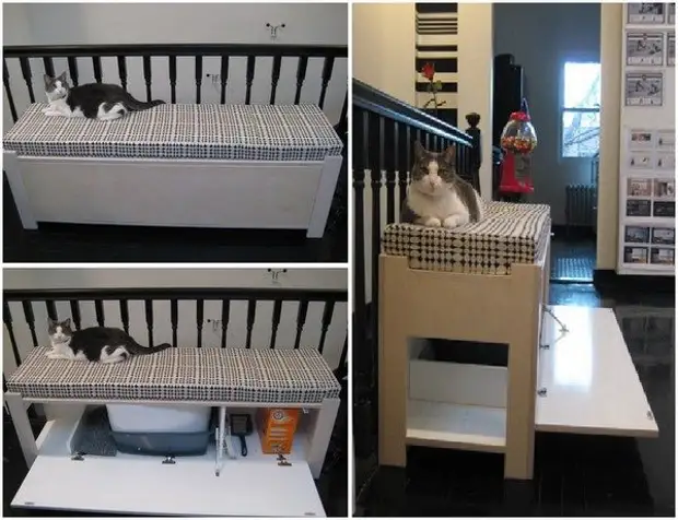 איפה להסתיר שירותים חתולים