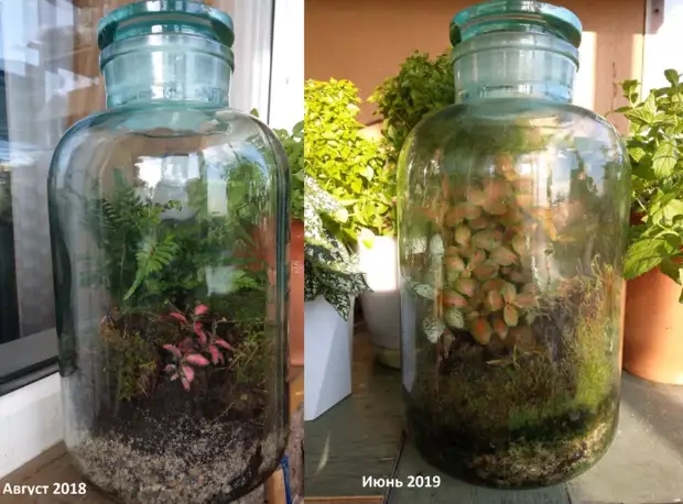 1.5 years of plants live in a sealed jar. Where do new species come from?