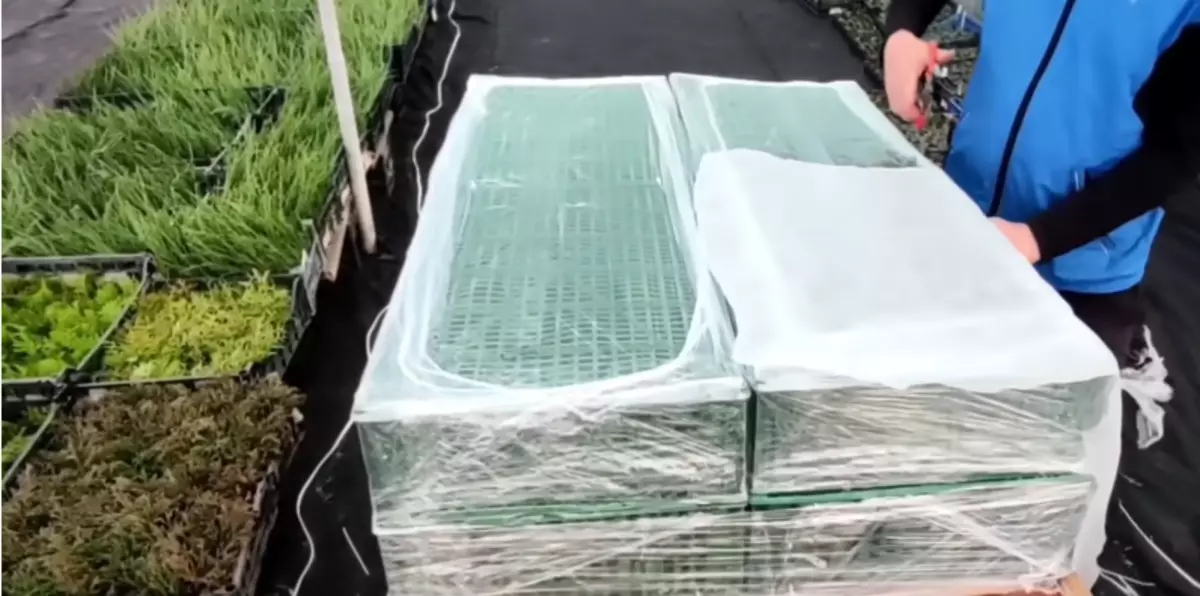 Ang labing komportable ug yano nga mobile greenhouse, tanan nga mga lahi sama sa usa ka estante