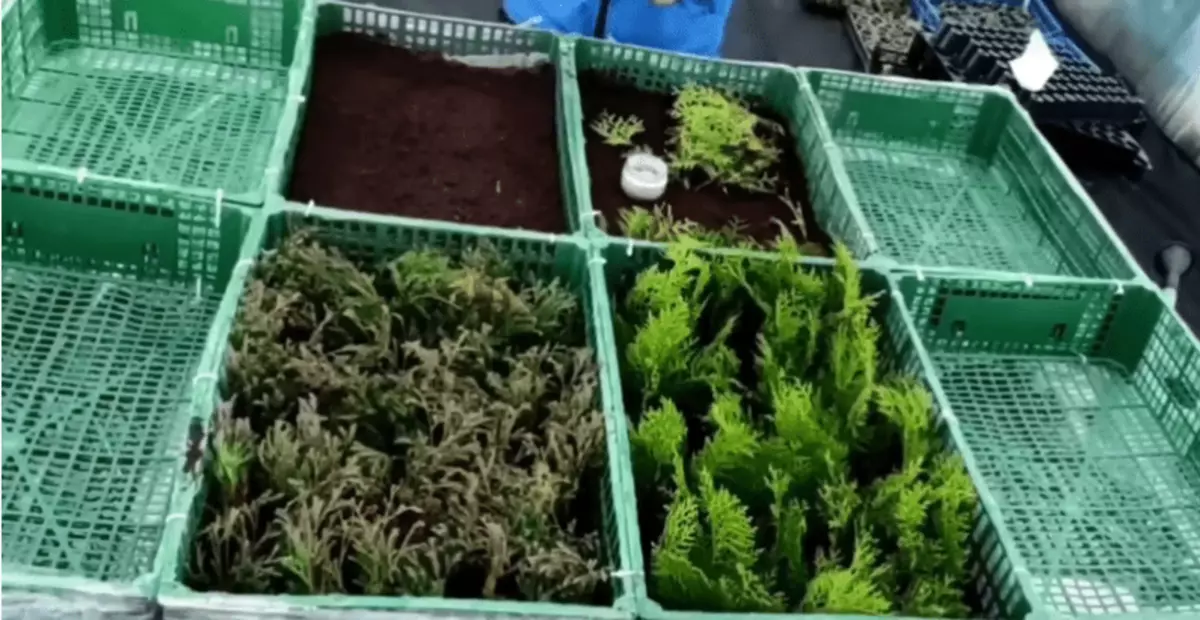 Ang pinaka-komportable at simpleng mobile greenhouse, ang lahat ng mga varieties tulad ng isang istante