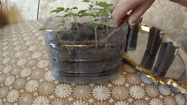 Kiinalainen menetelmä tomaattien taimien kasvattamiseksi. Yllättäen mutta tehokkaasti