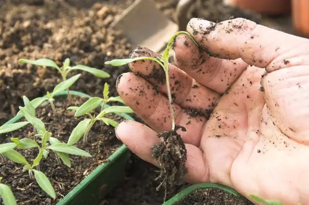 Sezono estas malfermita! Estas tempo prepari parenciajn plantidojn