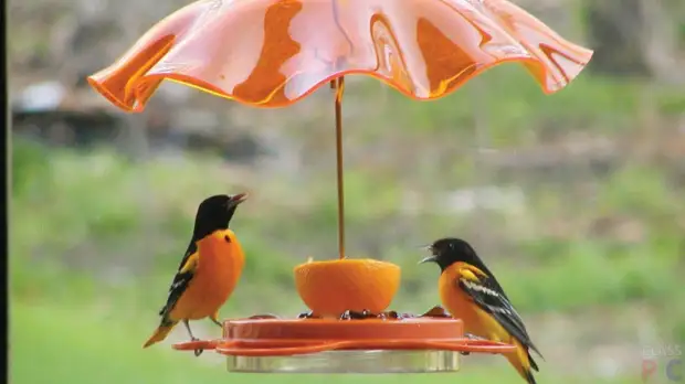 Original ideas of bird feeders