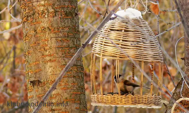 Gagasan aslina feeders manuk