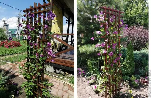 Toplar Hágalo usted mismo, o una casa para Clematis