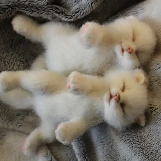 kittens ។ រូបថតៈជូលីវឌ្ឍនភាព។