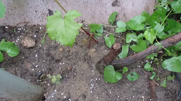 Kiel kreskigi plantidon de vinberoj de cutícula, kiu estas plantita tuj en la malferma-aera tero