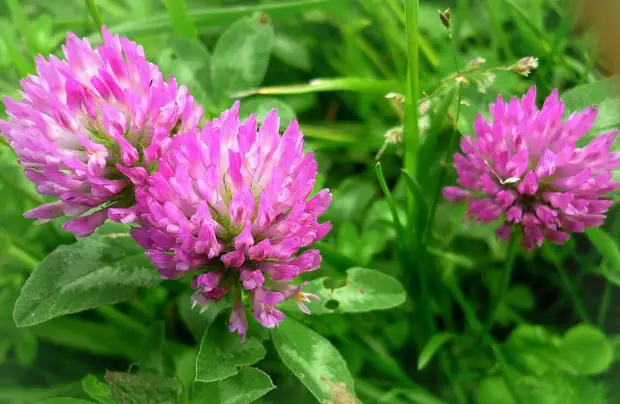 Polymer Clay Clover: Master Class