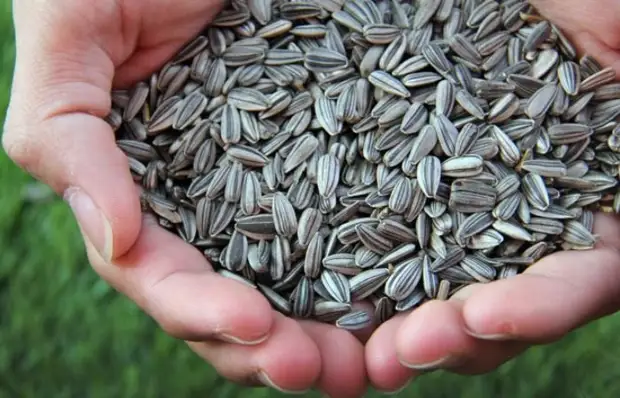 Secretul companiei: Cum să curățați kilogramul semințelor în doar câteva minute
