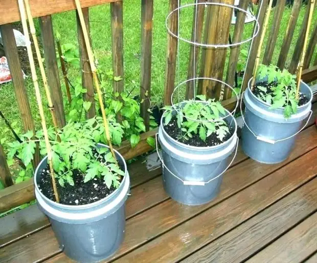 Large plastic containers are ideal for seedlings. / Photo: DailyMedicine.co
