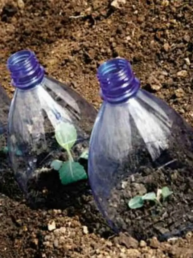 Ideeën van het gebruik van plastic flessen in de tuin en de tuin