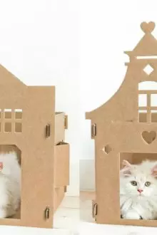 La maison du chat