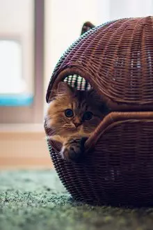 Wicker House for Cat