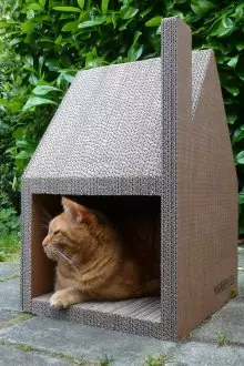 Kucing kardus rumah.