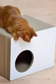 Cat Square House