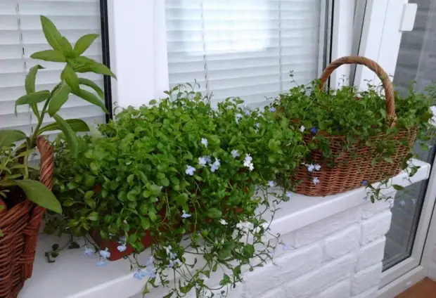 Holdeness helpen veranderde een oude loggia in een paradijshoek