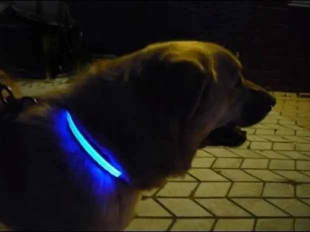 Collar with backlit for walking dogs in the dark