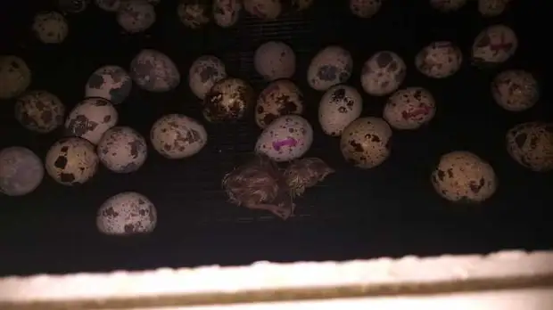 As a man bought quail eggs in the store and decided to grow quails of them