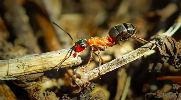 Kahortagga macaamiisha ee kahortaga kaneecada - HSTETHERS! Markuu dib u celiyay