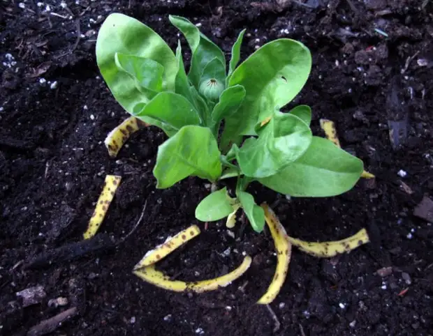 It-tkabbir b'tali fertilizzant se jkun aktar mgħaġġel u aħjar. svoimi-rykami.ru.