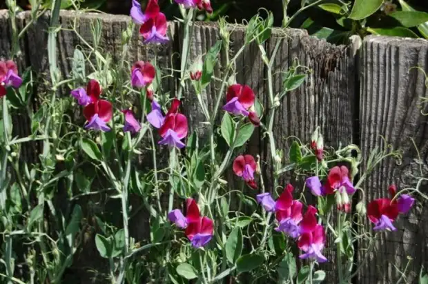 Nine best fast-growing curly colors for fence, arches and trellis in the country