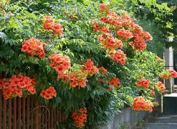 Nine best fast-growing curly colors for fence, arches and trellis in the country