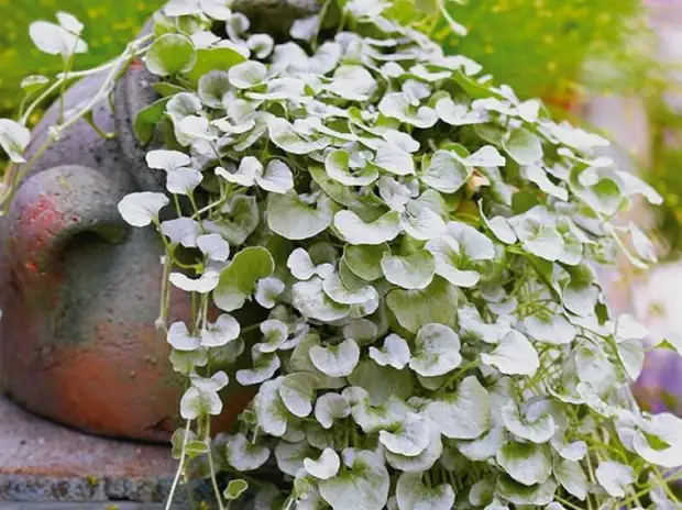 Nine best fast-growing curly colors for fence, arches and trellis in the country