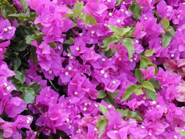 Nine best fast-growing curly colors for fence, arches and trellis in the country