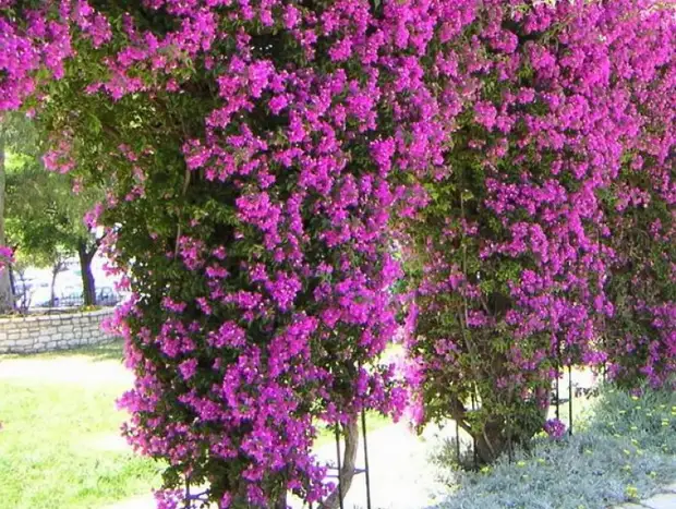 Nine best fast-growing curly colors for fence, arches and trellis in the country