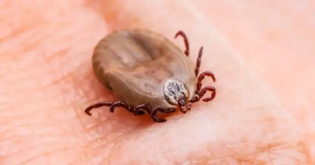 Verwenden Sie diesen einfachen Trick, um sich vor Ticks für den gesamten Sommer zu schützen!