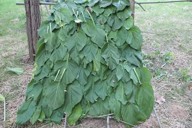 Nativos empacables cocidos usaban hojas de plátano para la construcción de techos de casas. Puede usar la misma técnica y usted, solo en lugar de las ramas de la palma, use grandes lops de gran tamaño y haga un dosel. Debe iniciarse en la parte inferior, colocando las hojas con un gran sobrepeso, como un tejado.