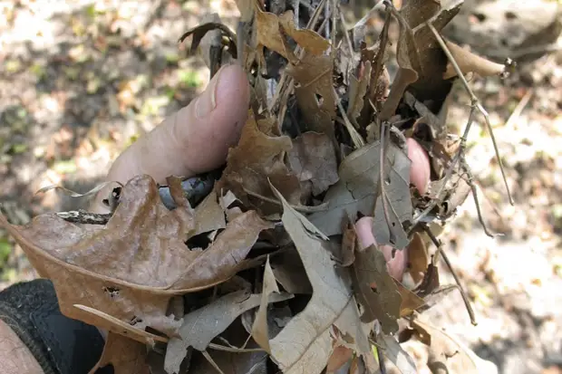 Un embragatge com un núvol s'adaptarà absolutament tot el que en teoria hauria d'il·luminar ràpidament. I les fulles seques i l'herba són un dels millors materials. Esborreu una petita parcel·la sota la foguera, propagació de llenya, deixant un lloc per circular a l'aire i poseu-lo a la part superior i cremeu-lo a la part superior. Quan es forma el foc, podeu començar a afegir una petita branca.