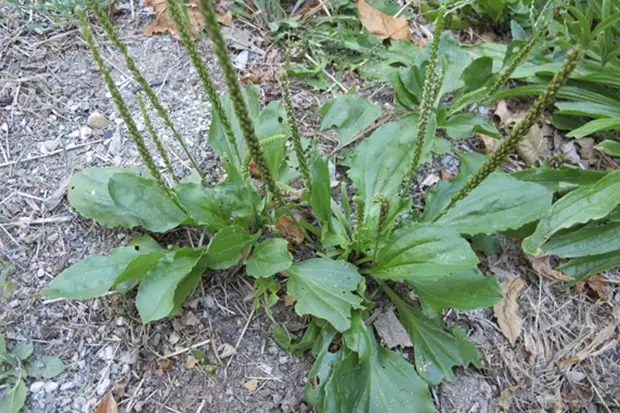 Medisinen Alle tradysjonele medisinen binne basearre op it brûken fan tops, woartels en oare dielen fan planten. De meast ferneamde drug, dy't elkenien sûnt bernetiid brûkt, plantsje. Dit is de populêrste natuerlike antiseptyske, dy't rappe genêzen befoarderet fan wûnen. Njonken him, yn 'e bosk kinne jo oare medisinen fine dy't anty-inflammatoar hawwe, pynlik en antibakteriële effekt hawwe.