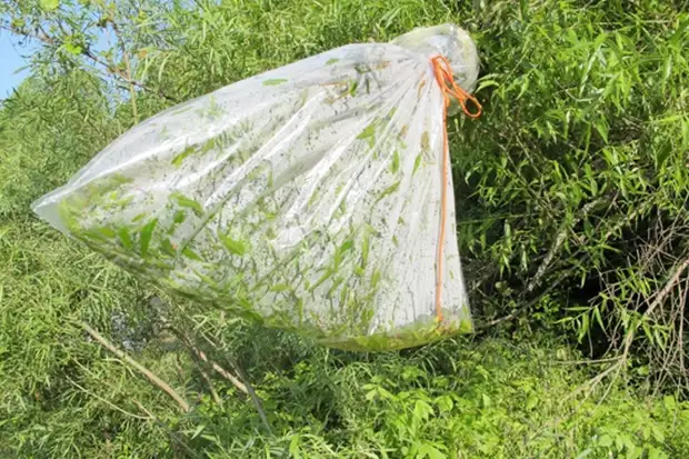 Air dalam ketiadaan sumber air lain boleh ditambang dari tumbuhan. Untuk melakukan ini, di sekitar cawangan pokok, adalah perlu untuk mengikat beg plastik atau memotong tumbuhan, dimasukkan ke dalam pakej dan meninggalkan di bawah sinar matahari. Selepas beberapa lama, terima kasih kepada penyejatan kelembapan, anda akan mendapat sedikit air.