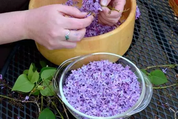 Mentres as flores lilas enchen a lata con aceite vexetal e flores púrpuras