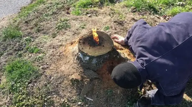 Sådan fjerner du bare stumpen uden vanding