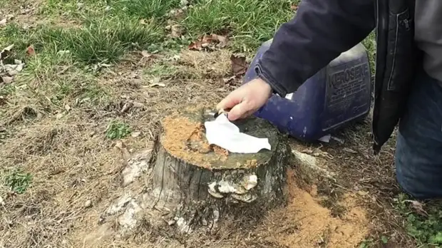 Kako jednostavno ukloniti panj bez navodnjavanja