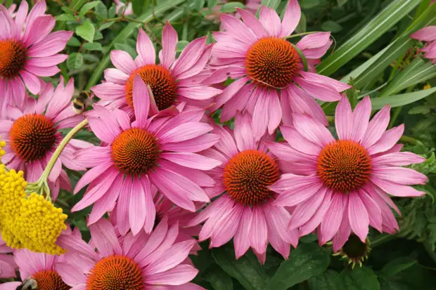 Underbara blommor för 