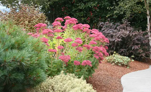 Wunderbare Blumen für 