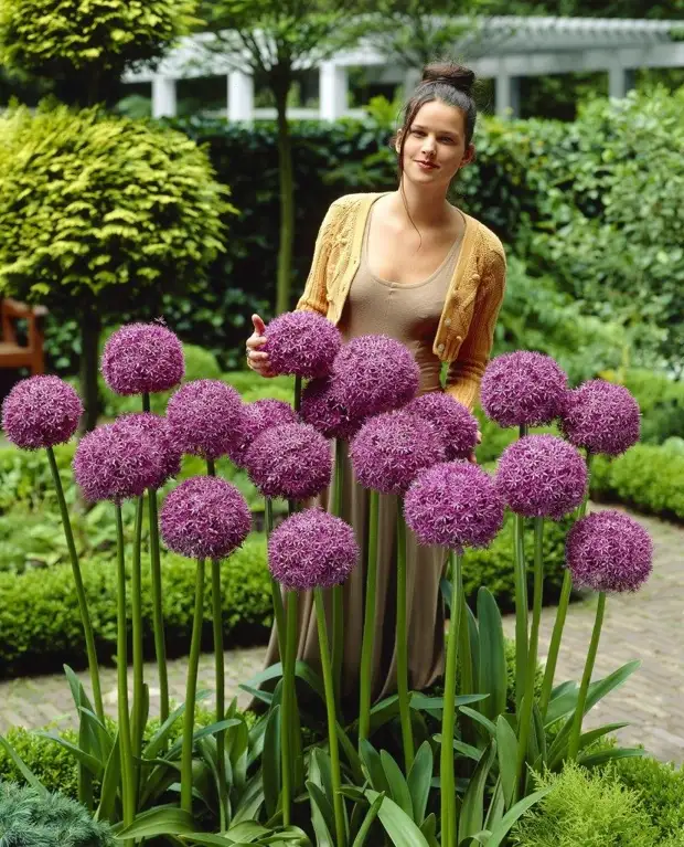 Prachtige bloemen voor 