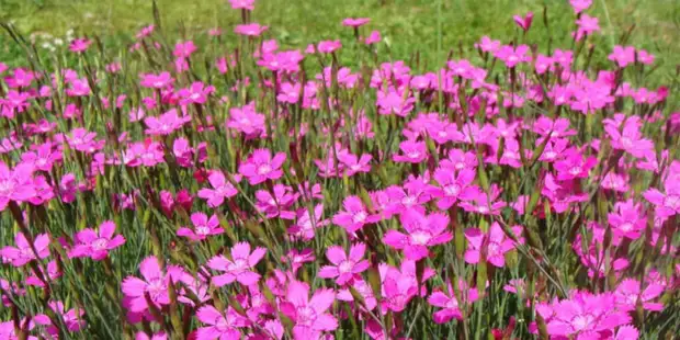 Flores maravillosas para 