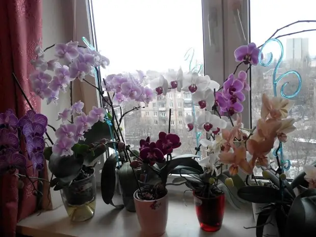 Kodėl negalite laikyti orchidėjų namuose