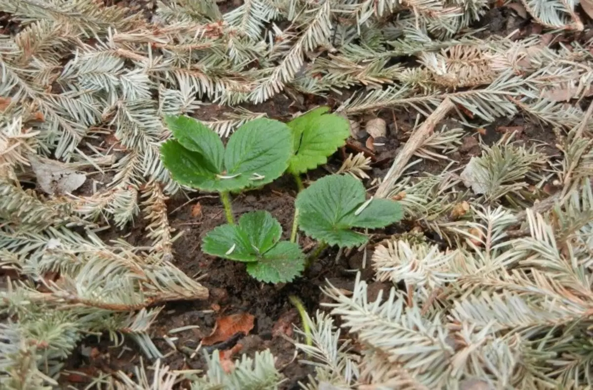 ચીઝની જમીનની મુલ્ચિંગ સ્ટ્રોબેરી અને છોડ માટે યોગ્ય છે જે ખાટા પ્રાઇમર / ફોટોને પ્રેમ કરે છે: વાશ્કા- teplitsa.ru