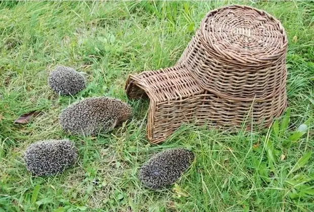 Paano bumuo ng isang bahay para sa isang hedgehog: 16 mga ideya para sa isang pribadong hardin