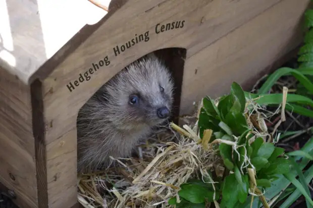 Cara Membangun Rumah untuk Hedgehog: 16 Gagasan untuk Taman Pribadi